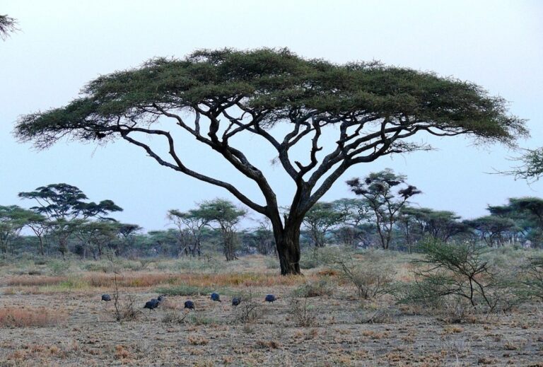 La acacia tortilis forma parte de la vegetaci&oacute;n de sabana