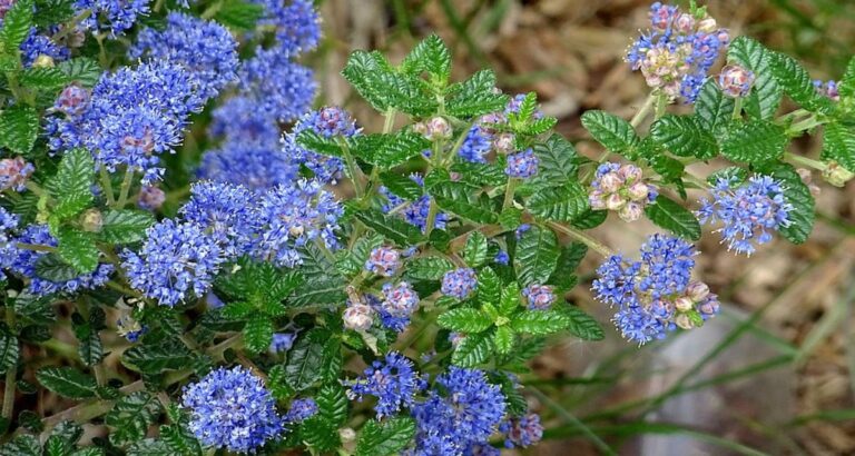 Genero de plantas Ceanothus