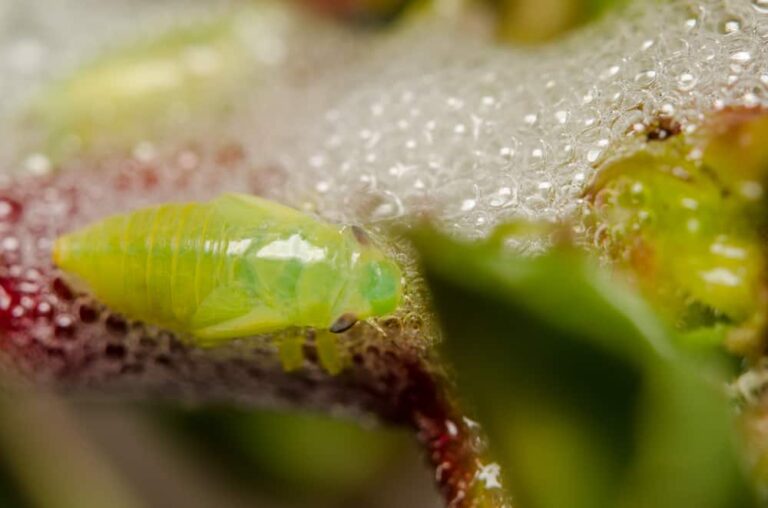 What is this moss on my plants?  Get to know spittlebugs