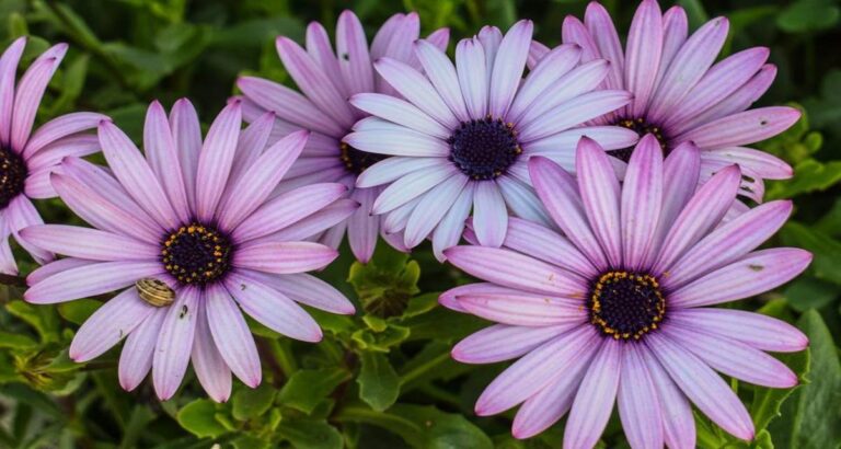 Margarita africana