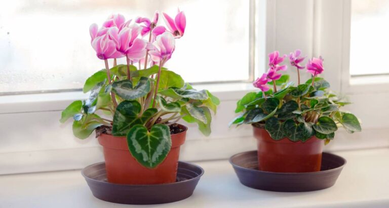 cyclamen persicum