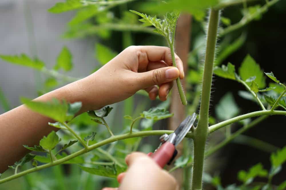 How to Prune Tomatoes for High Yields and Why You Should Always Do It