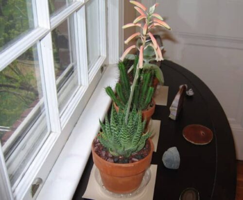 grow Torch Plant or Aloe Aristata