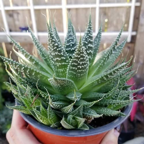 grow Torch Plant or Aloe Aristata