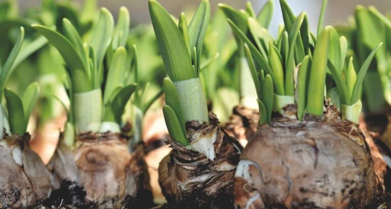 Bulbos de primavera
