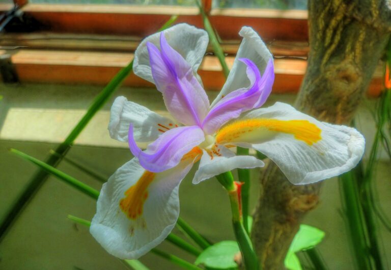 La Dietes grandiflora prefiere estar a pleno sol