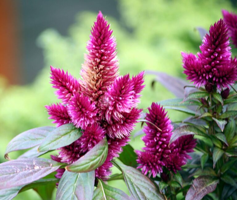 Characteristics and maintenance of the feathery trellis