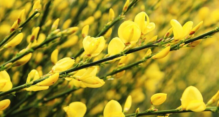 cytisus scoparius