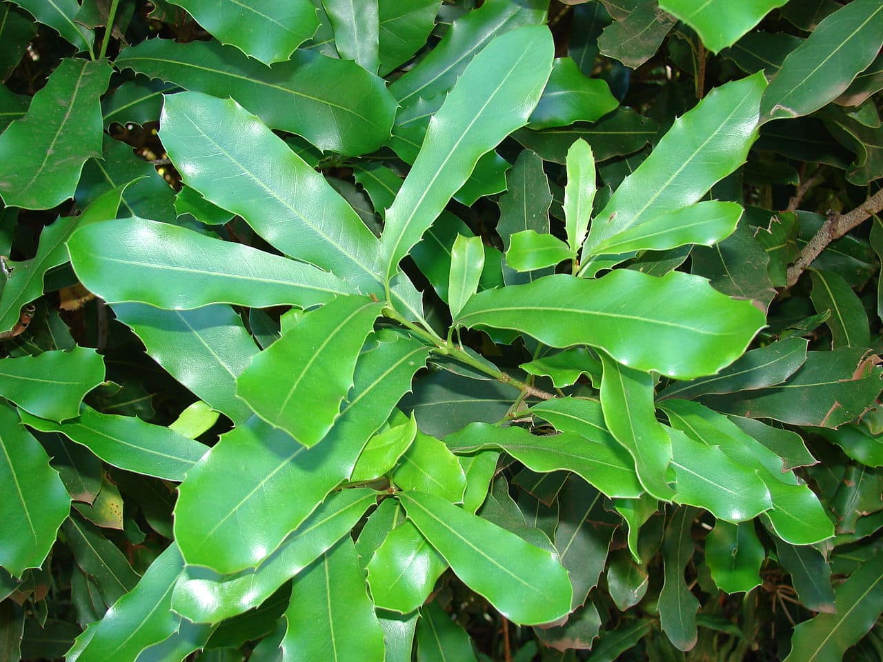 Macadamia is a tropical tree