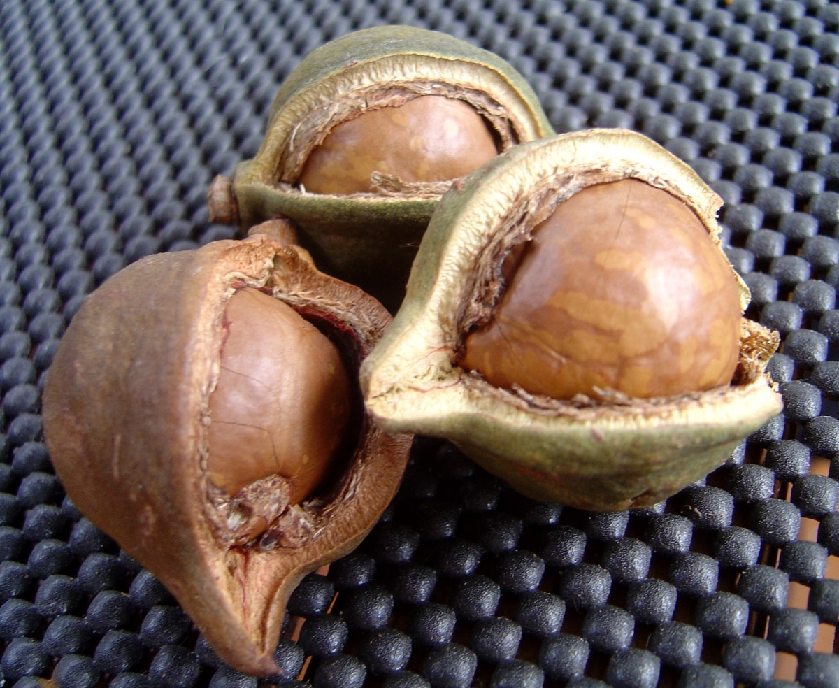 Macadamia nuts are dried