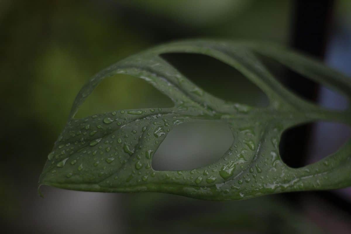 perforations of a monstera leaf