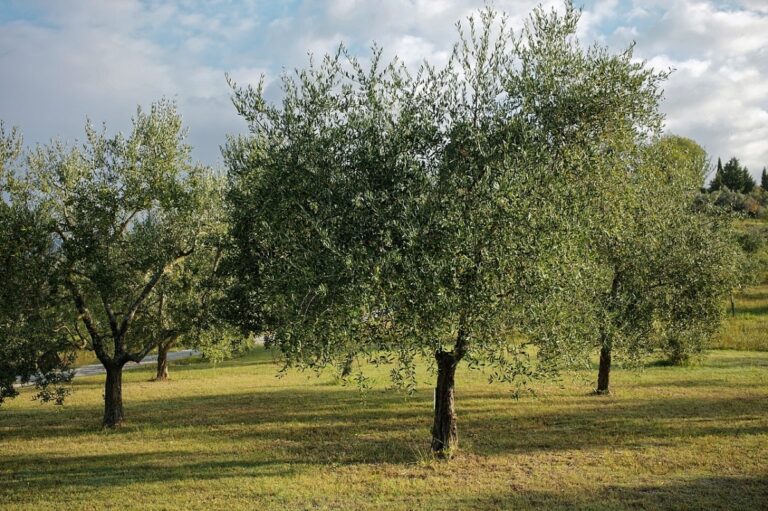 Los olivos es un &aacute;rbol resistente