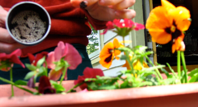 Benefit from coffee grounds for plants