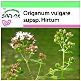 SAFLAX - Greek Oregano - 600 seeds - Origanum vulgare