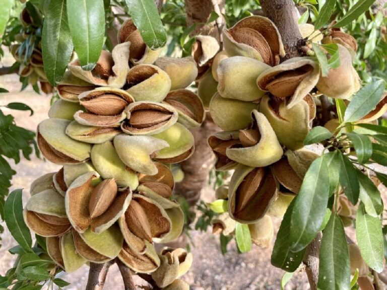 almendras