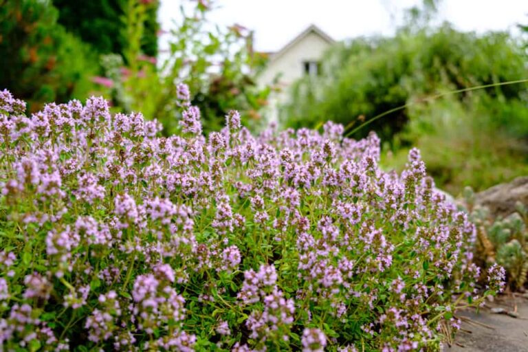 A guide to living mulch and how to use it