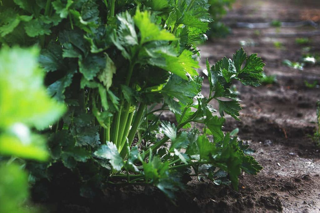 The Best Celery Companion Plants for a Bumper Harvest