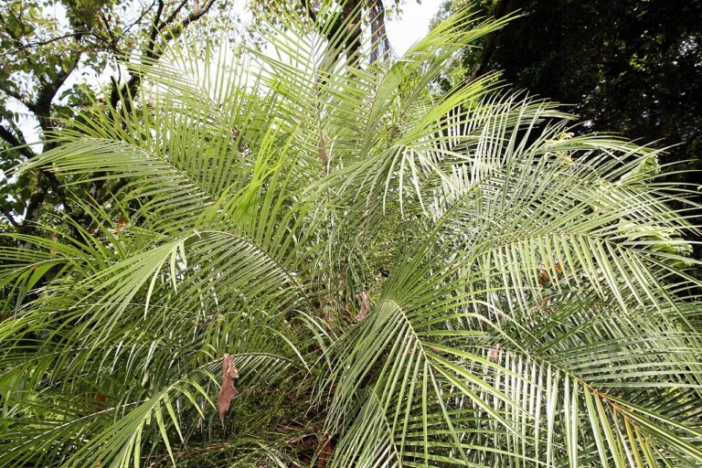 La Phoenix roebellinii es una palmera peque&ntilde;a