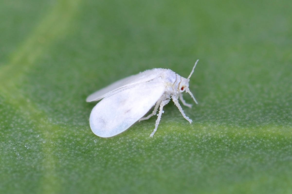 The whitefly is a major pest