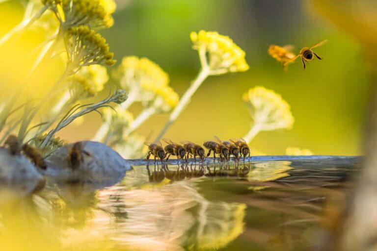 3 adorable bee waterers you can DIY this weekend