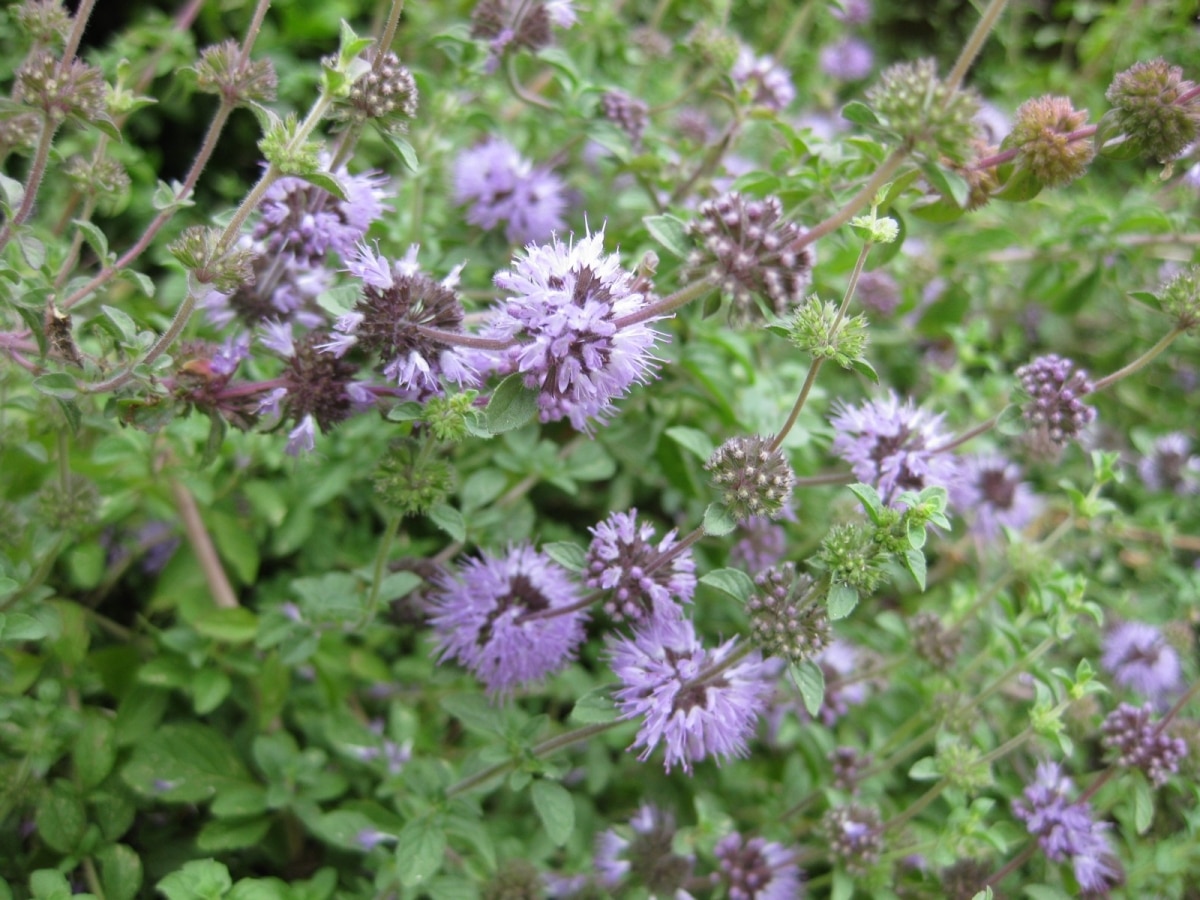 Pennyroyal is a fall flowering herb