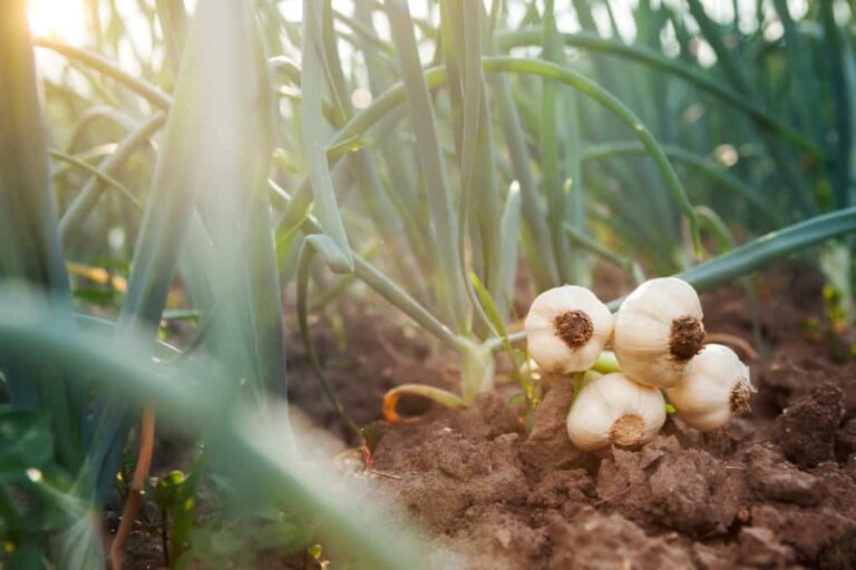 The Best Ways to Use Garlic for Pest Control in the Garden