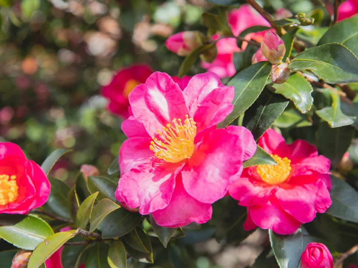 Camellia flower can be single or double