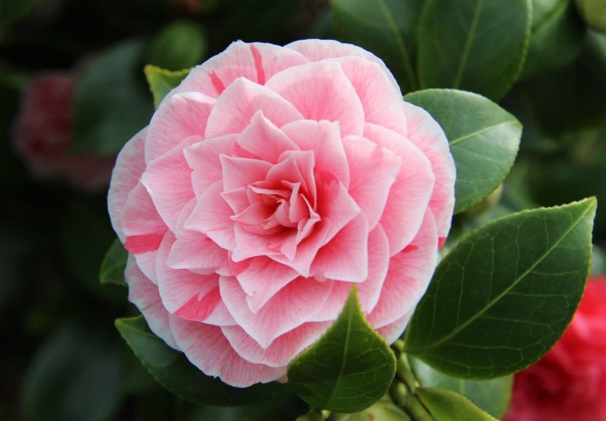 The camellia is a flowering shrub