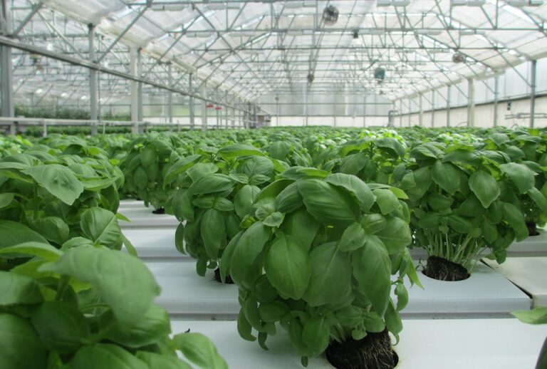 La mejor &eacute;poca para plantar albahaca es a finales de invierno o a principios de primavera