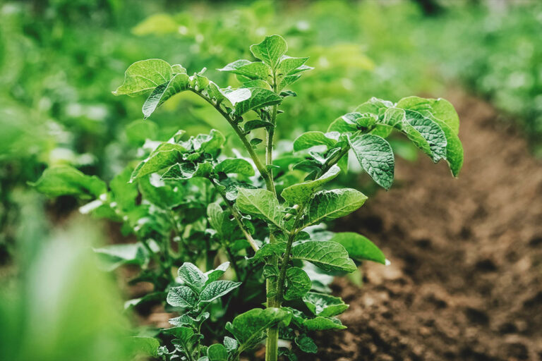 20 of the best companion plants for potatoes (and a few to avoid)
