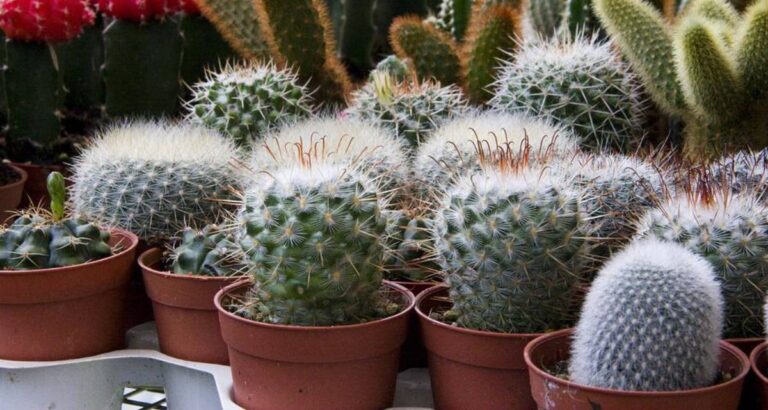 Como trasplantar cactus