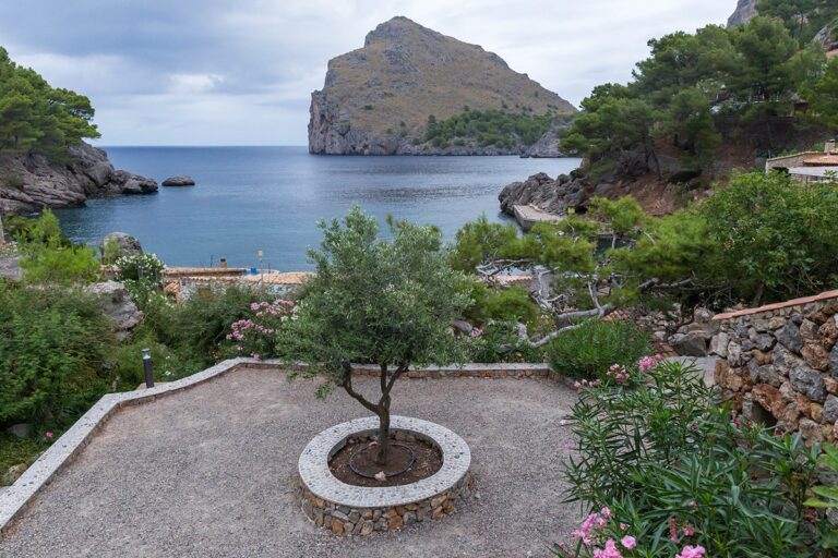 Un olivo en un jard&iacute;n no es el &aacute;rbol m&aacute;s adecuado para tenerlo de fono