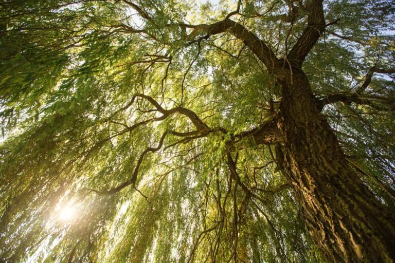 Your Complete Guide to Growing Willows
