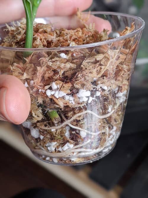 Errors when propagating plants by cuttings