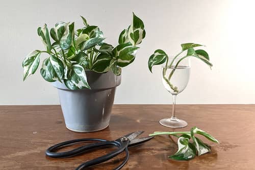 Errors when propagating plants by cuttings
