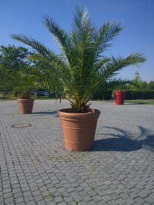 an areca palm