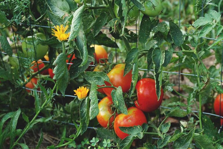 16 of the best plants to grow with tomatoes