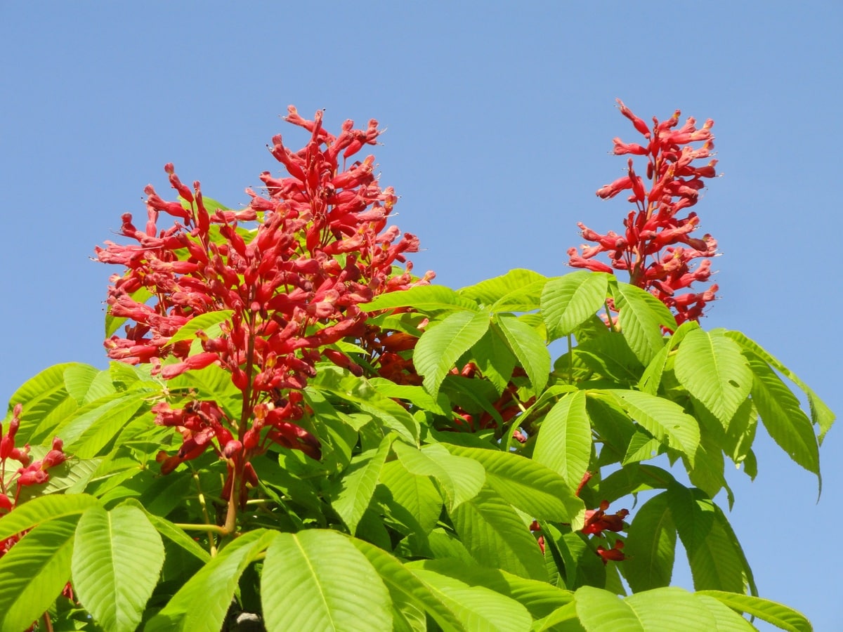 The red-flowered chestnut is a deciduous shrub