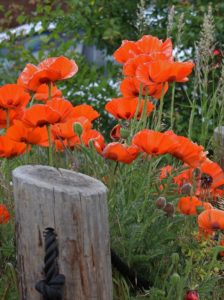 lots of poppies