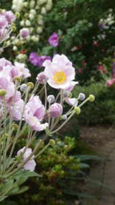 Small pink and white flowers.