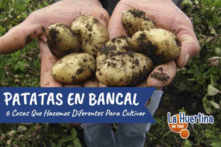 patatas en bancales