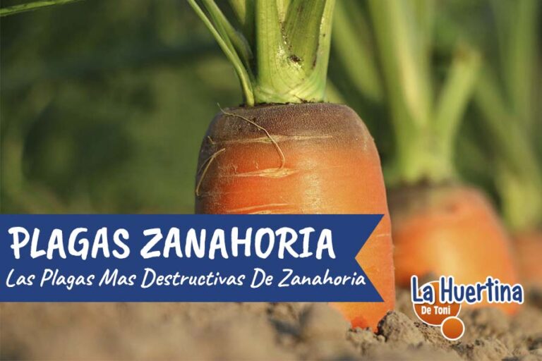 plagas zanahoria