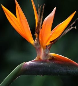 A bird of paradise plant