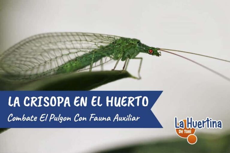 crisopa