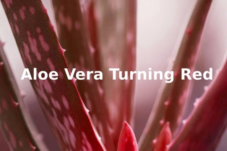 Aloe vera plant turns red