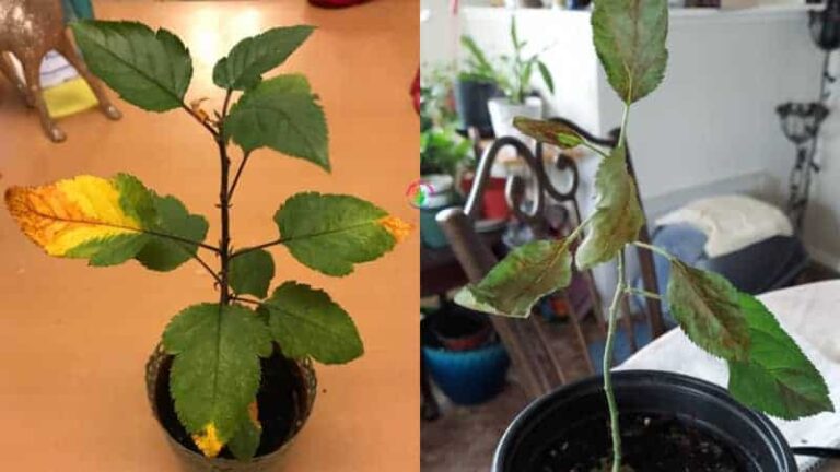 Potted apple tree leaves turning red