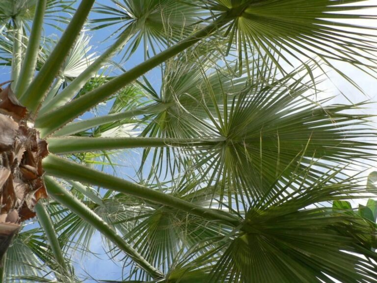 Hay palmeras que son de sol
