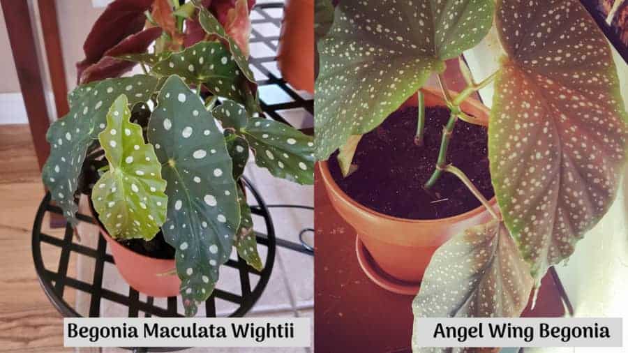 Begonia Maculata Wightii vs. Angel Wing Begonia