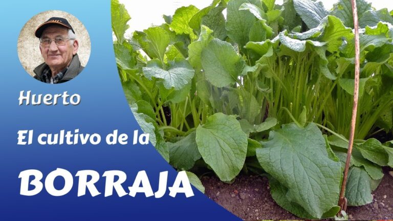 Borage cultivation