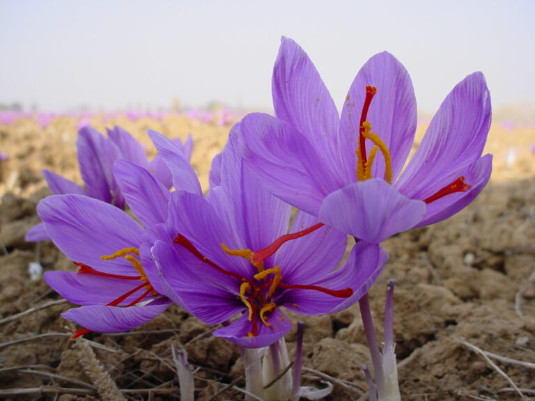 Buying saffron bulbs: useful tips